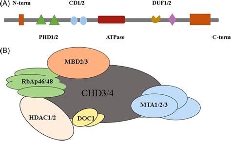 chd4 movie|The chromatin remodeling enzyme Chd4 regulates genome  .